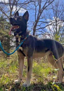 Belgian Shepherd Malinois Dogs Available for Adoption in Waverly, Tennessee - Bella | PetCurious