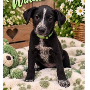 Winnie -  Australian Cattle Dog Blue Heeler and Border Collie Dog for Adoption in Boulder, Colorado - Winnie | PetCurious