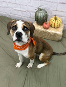 Rescue Beagle and Mixed Breed Dogs for Adoption in Oxford, Michigan - Hubert | PetCurious