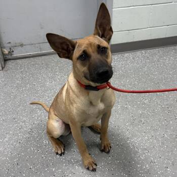 Peanut Butter -  Belgian Shepherd Malinois Dog for Adoption in Bardstown, Kentucky - Peanut Butter | PetCurious