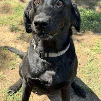 Kate -  Black Labrador Retriever Dog for Adoption in Corsicana, Texas - Kate | PetCurious