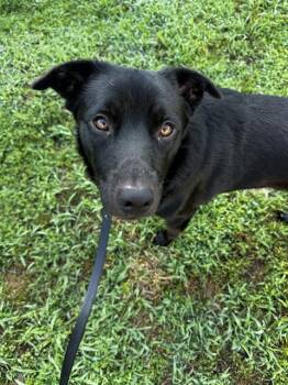 SETH -  Labrador Retriever Dog for Adoption in Charlotte, North Carolina - SETH | PetCurious