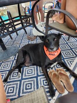 Motomoto -  Flat Coated Retriever Dog for Adoption in El Cajon, California - Motomoto | PetCurious