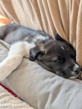 Border Collie and Great Pyrenees Dogs Available for Adoption - Eldridge | PetCurious