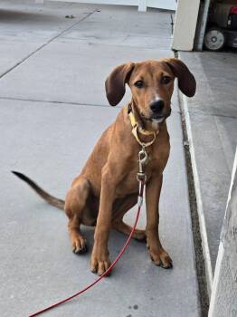 Lainey -  Hound Dog for Adoption in Midway, Utah - Lainey | PetCurious