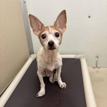 Holly -  Chihuahua Dog for Adoption in Phoenixville, Pennsylvania - Holly | PetCurious