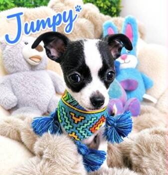 Jumpy -  Chihuahua Dog for Adoption in Lucas, Texas - Jumpy | PetCurious