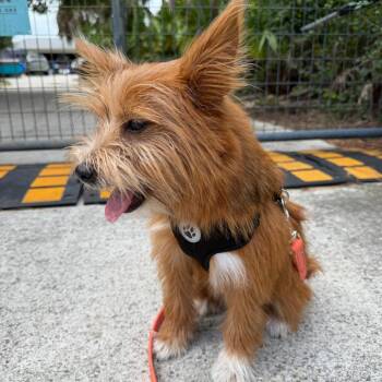 Scout -  Cairn Terrier Dog for Adoption in Venice, Florida - Scout | PetCurious