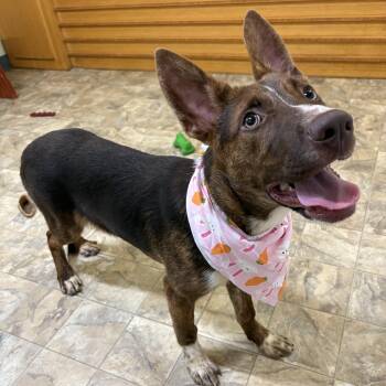 Gigi -  Australian Cattle Dog Blue Heeler Dog for Adoption in Pilot Point, Texas - Gigi | PetCurious