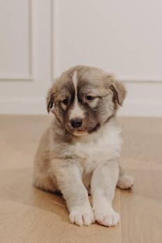 Shepherd and Mixed Breed Dogs Available for Adoption - Hulk | PetCurious