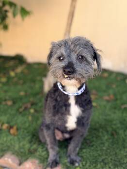 RUDY -  Miniature Poodle and Miniature Schnauzer Dog for Adoption in Rowland Heights, California - RUDY | PetCurious