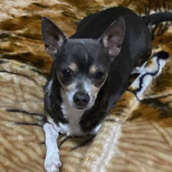Rescue Chihuahua Dogs for Adoption in Las Vegas, Nevada - Paty | PetCurious