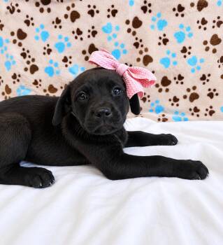Blakely -  Mixed Breed Dog for Adoption in Dickson, Tennessee - Blakely | PetCurious