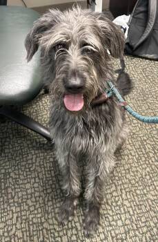 Opal -  Standard Poodle and Shepherd Dog for Adoption in Fort Collins, Colorado - Opal | PetCurious