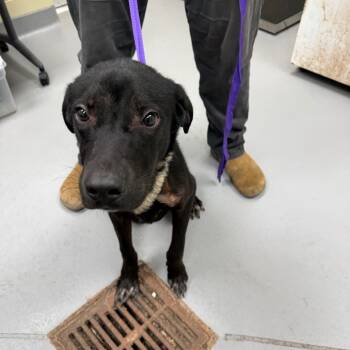 Rescue Mixed Breed Dogs for Adoption in Columbus, Georgia - 10/28/2025-Stray-WelchDrive | PetCurious