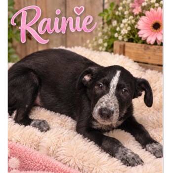 Rainy -  Australian Cattle Dog Blue Heeler and Border Collie Dog for Adoption in Boulder, Colorado - Rainy | PetCurious