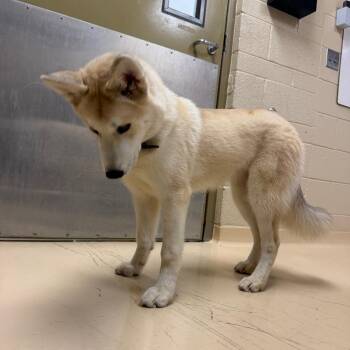 Leia -  Mixed Breed Dog for Adoption in Winston-salem, North Carolina - Leia | PetCurious
