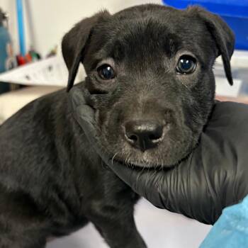 Bullseye -  Labrador Retriever and Mixed Breed Dog for Adoption in Yuma, Arizona - Bullseye | PetCurious