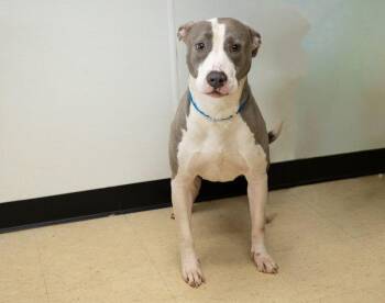 Rescue Terrier Dogs for Adoption in Hillsborough Township, New Jersey - Paige | PetCurious