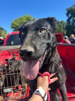German Shepherd Dog Dogs Available for Adoption in Sacramento, California - JADE | PetCurious