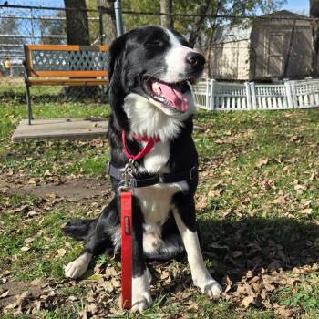 Rescue Mixed Breed Dogs for Adoption in Tulsa, Oklahoma - Snoopy | PetCurious