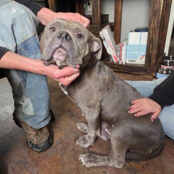 American Bully Dogs Available for Adoption in Castle Shann, Pennsylvania - Trixie  | PetCurious