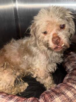 Trooper -  Mixed Breed Dog for Adoption in Henderson, North Carolina - Trooper | PetCurious