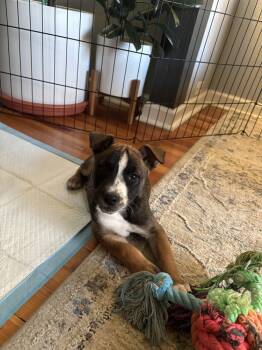 Rescue Shepherd Dogs for Adoption in Broomfield, Colorado - PHOENIX | PetCurious