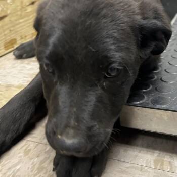 Shepherd Dogs Available for Adoption - Sebastian | PetCurious