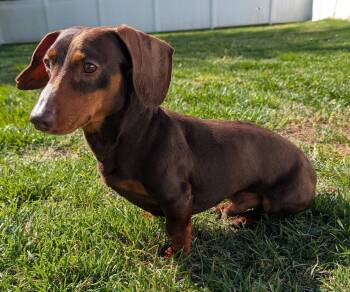 Dachshund Dogs Available for Adoption in Shelbyville, Tennessee - Slinky In GA | PetCurious