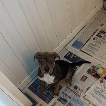 Laney -  Mixed Breed Dog for Adoption in Huntington, West Virginia - Laney | PetCurious