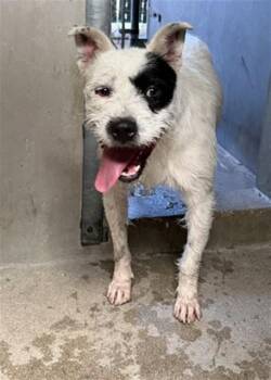 DINO -  Pit Bull Terrier and German Shepherd Dog Dog for Adoption in San Bernardino, California - DINO | PetCurious