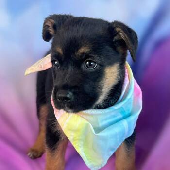 Annette -  Shepherd and Australian Kelpie Dog for Adoption in Boerne, Texas - Annette | PetCurious
