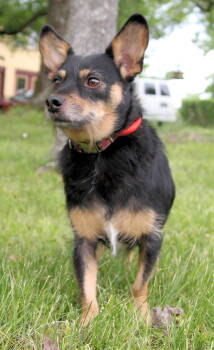 Rescue Terrier Dogs for Adoption in Franklin, Tennessee - MJ | PetCurious