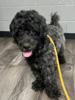 Poodle Dogs Available for Adoption - Storm | PetCurious