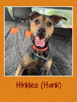 Hank -  Hound Dog for Adoption in Farmingdale, New York - Hank | PetCurious