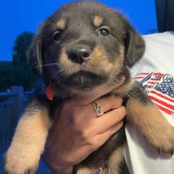 Dolinger Girl Pup 1-10 -  German Shepherd Dog and Golden Retriever Dog for Adoption in Fairfax Station, Virginia - Dolinger Girl Pup 1-10 | PetCurious