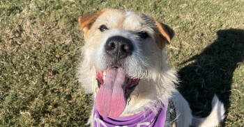 Rescue Terrier and Shar Pei Dogs for Adoption in Newnan, Georgia - DaisyMae | PetCurious