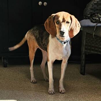 Danni -  Beagle Dog for Adoption in Sunderland, Maryland - Danni | PetCurious