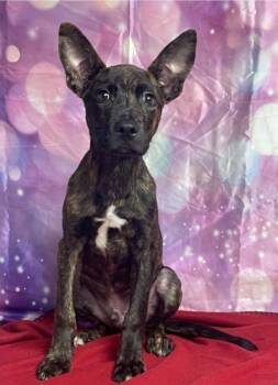 Fizz -  Pit Bull Terrier Dog for Adoption in Sedalia, Colorado - Fizz | PetCurious
