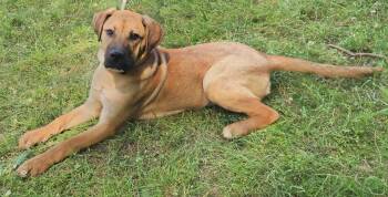Labrador Retriever and Mountain Cur Dogs Available for Adoption in Wetumpka, Alabama - 260395  Punky | PetCurious