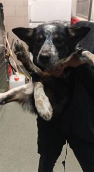 Mixed Breed Dogs Available for Adoption - A174641 | PetCurious