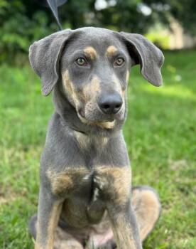 Rescue Blue Lacy Dogs for Adoption in Tyler, Texas - Dez | PetCurious