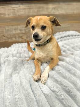 Chihuahua Dogs Available for Adoption - Odin | PetCurious