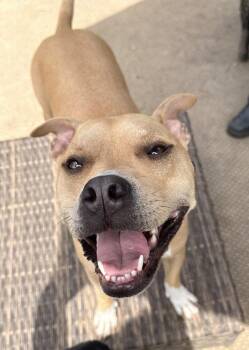 Doc Watson -  Terrier Dog for Adoption in Candler, North Carolina - Doc Watson | PetCurious