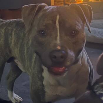 Bub -  Pit Bull Terrier Dog for Adoption in Midland, Texas - Bub | PetCurious