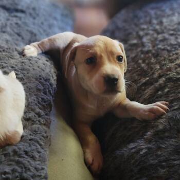 Rescue Mixed Breed Dogs for Adoption in Bartlett, Tennessee - Birch (Formerly Kahoot) | PetCurious