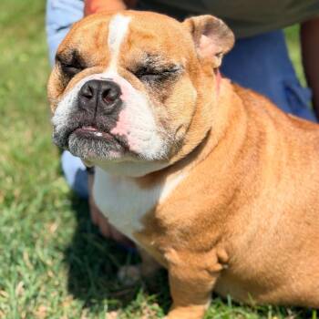 Jealousy -  English Bulldog and Mixed Breed Dog for Adoption in Champaign, Illinois - Jealousy | PetCurious