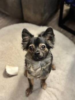 Rescue Chihuahua Dogs for Adoption in Yakima, Washington - Ellie | PetCurious