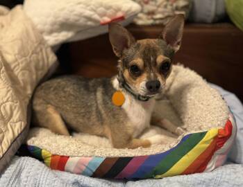 Nacho -  Chihuahua Dog for Adoption in Houston, Texas - Nacho | PetCurious